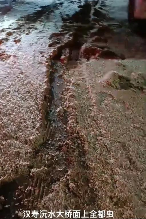 数亿蜉蝣聚集，车辆打滑难以行驶，网传地震前兆实为假消息