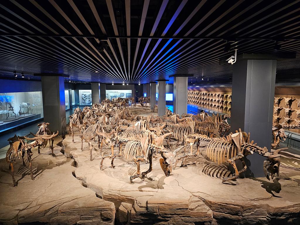 博物馆引领青少年踏上史前文明“探索之旅”