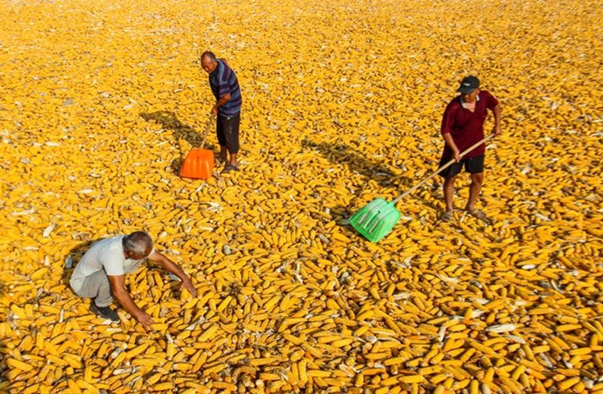 河南：全省秋作物收获超八成