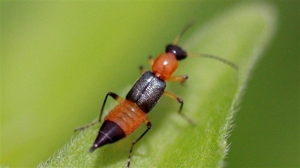 暗夜隐翅虫：一次意外拍打，竟造成全身溃烂？