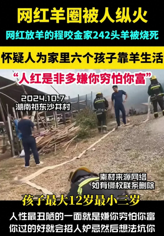 网红养羊户羊圈被烧，240头羊全没了，是意外还是人为？