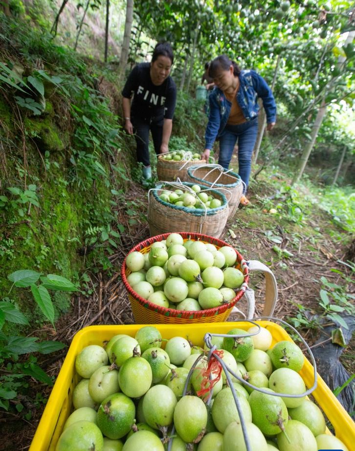 广西龙胜：百香果种成致富果