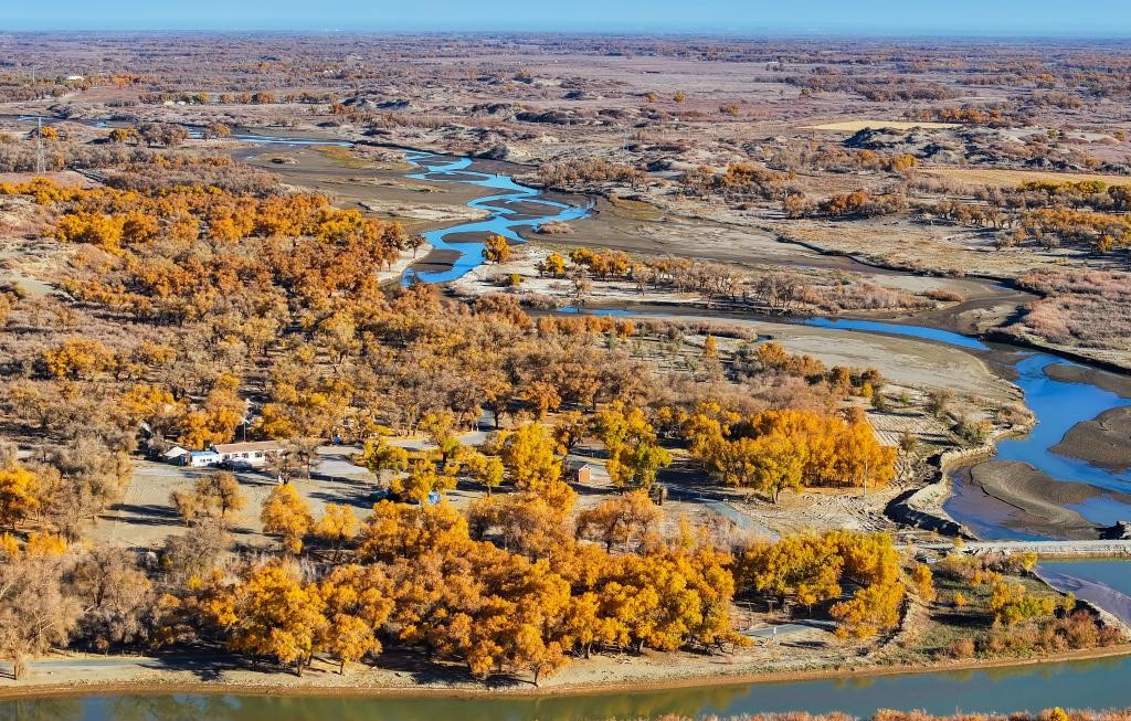 额济纳：金秋胡杨别样美