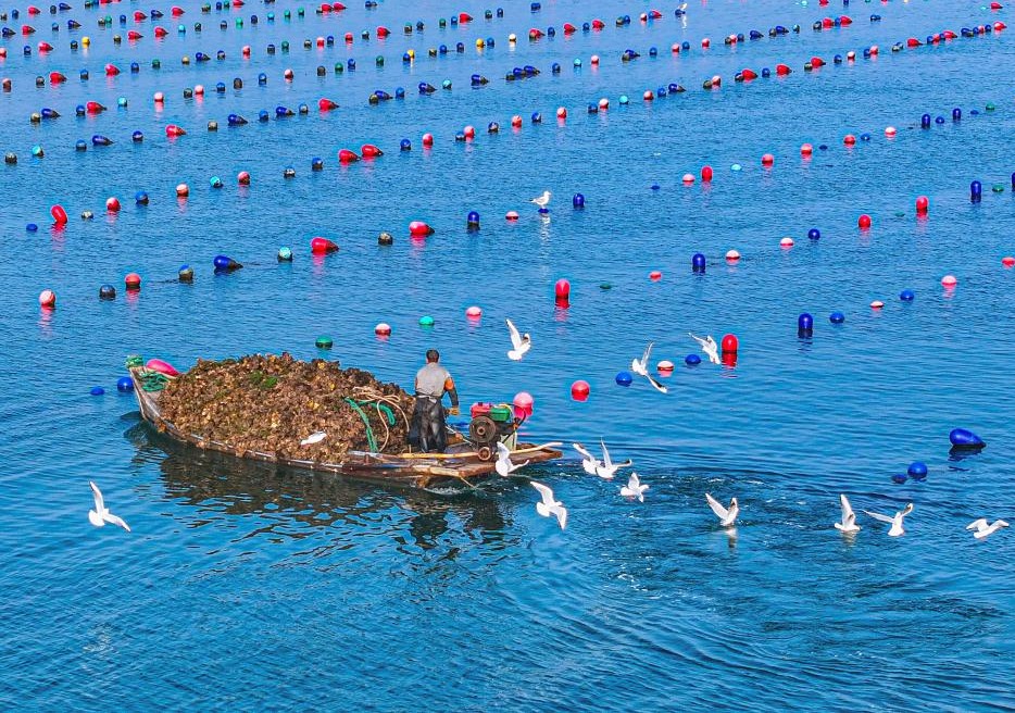 山东荣成：牡蛎迎丰收