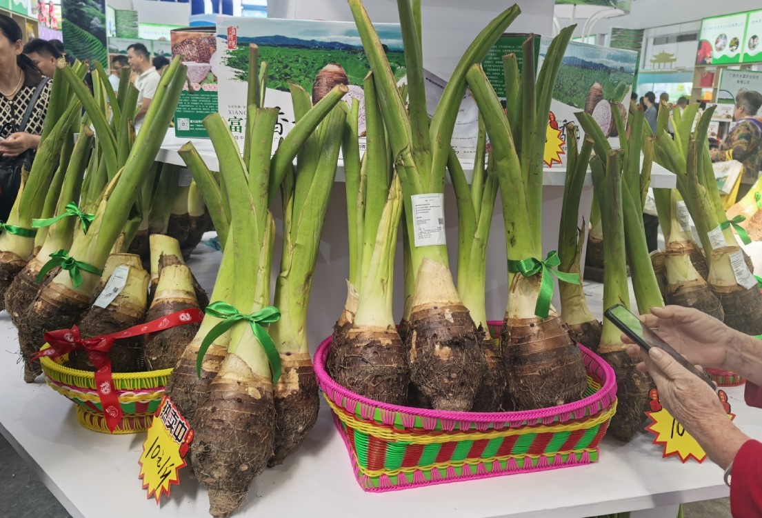 贺州香芋产业亮相2024农博会 品牌化发展助力乡村振兴