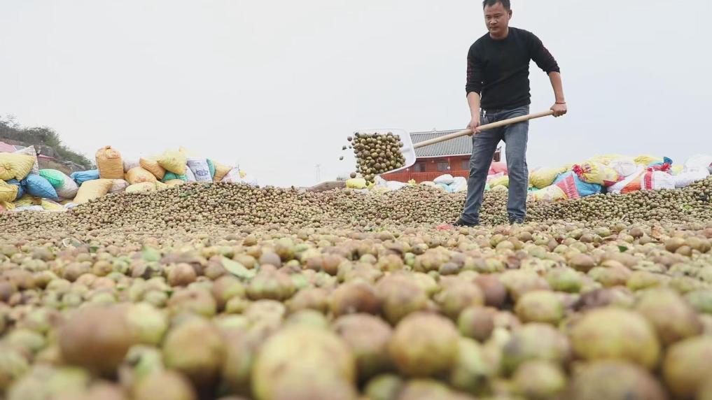 千年茶油香 产业展新姿——湖南邵阳县绿色产业发展观察