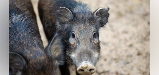 野猪“横行”多地，如何平衡生态与防控？