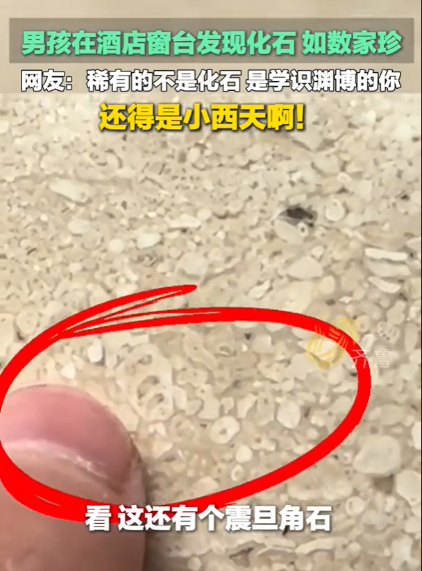 小孩哥阳台上的意外发现：化石与知识的奇妙邂逅