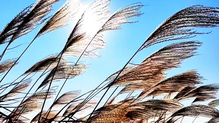 安徽颍上：芦花深处水鸟欢