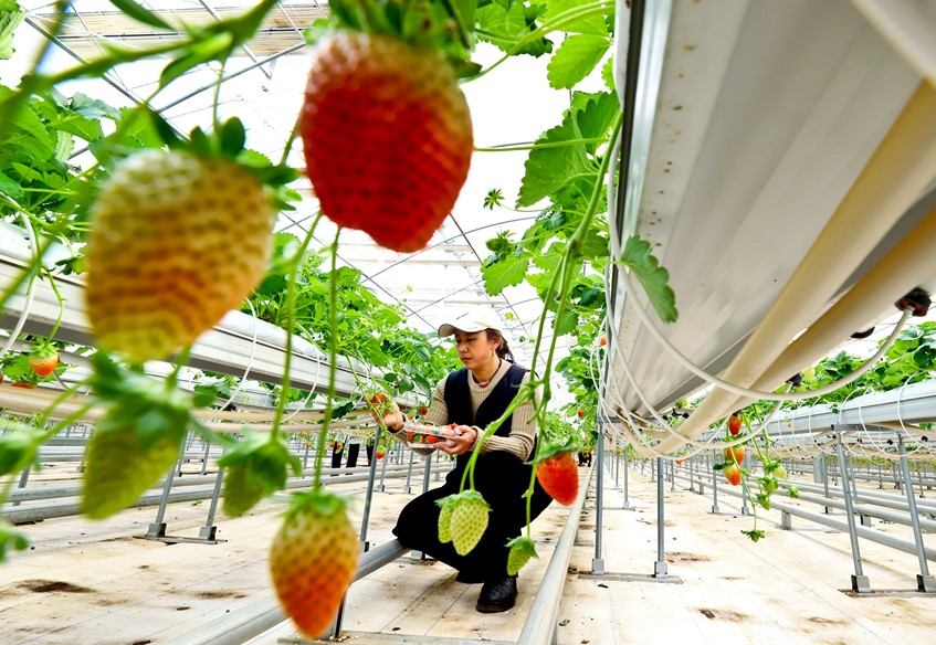 草莓抢“鲜”亮相 开启冬日“莓”好时光