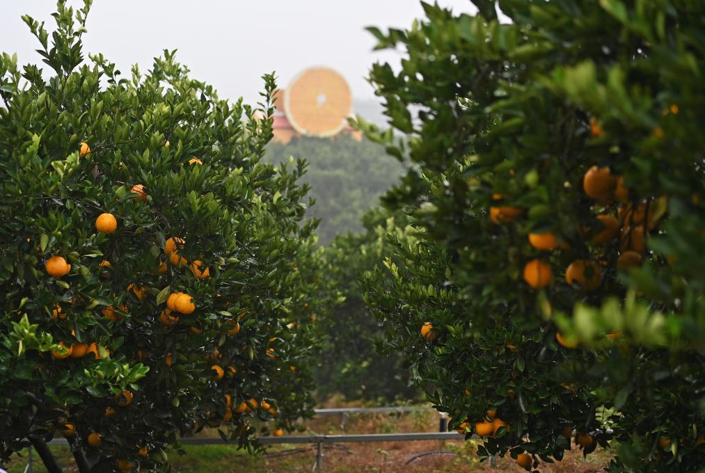 “一只果”撬动富民“大产业”