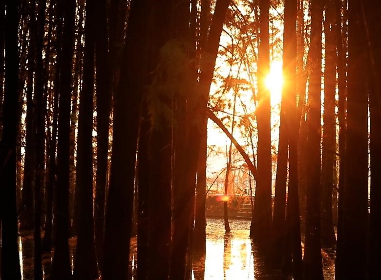 超美，这片水杉林等你来打卡！