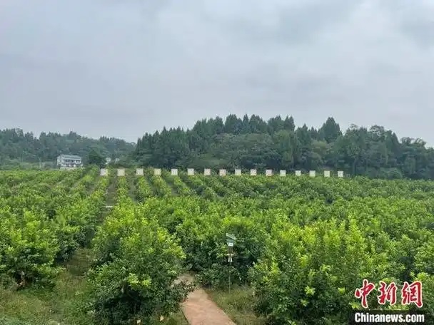 资阳安岳：中药材铺就致富路，乡村振兴有“良方”