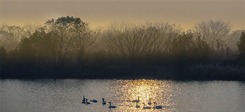湿地候鸟舞翩跹