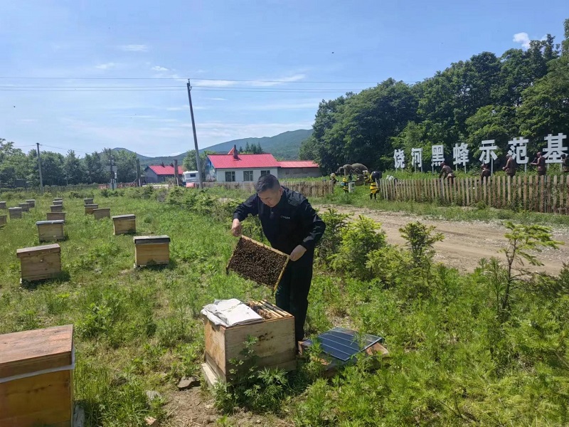 黑龙江饶河县：东北黑蜂酿出“甜蜜事业”