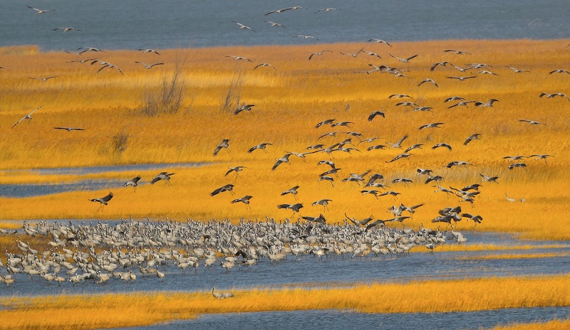 南迁候鸟如何“过春节”？湿地保护修复“越冬天堂”