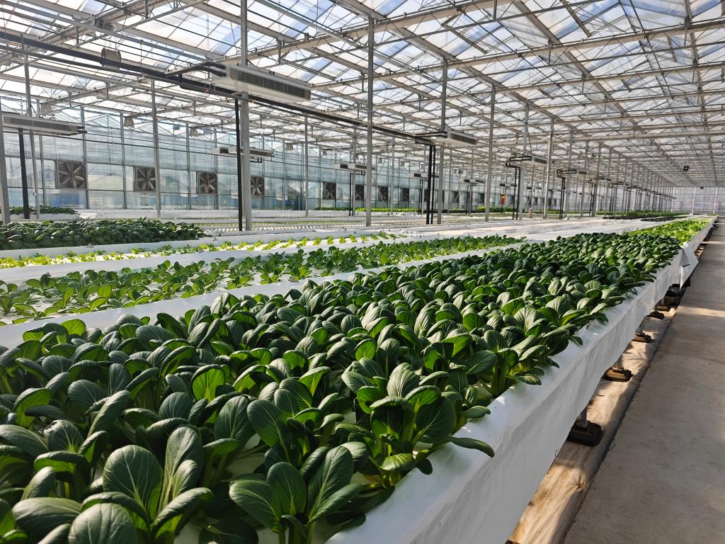 这里的果蔬何以能“南来北往”？——山东莱芜发展智慧农业一线见闻