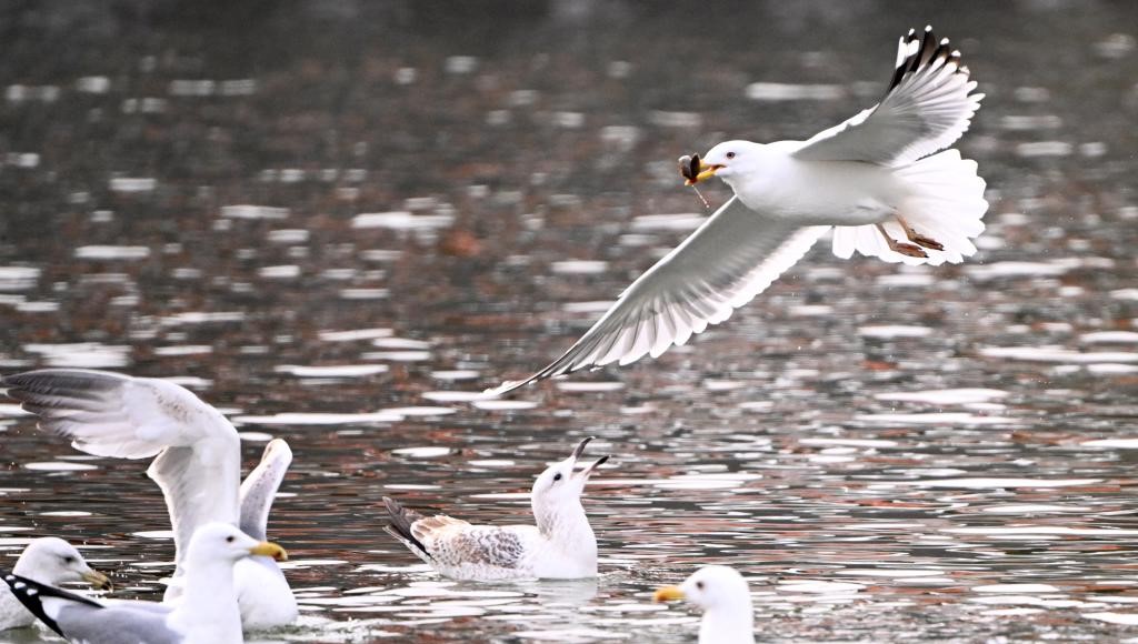 春日和暖 海鸥翔集