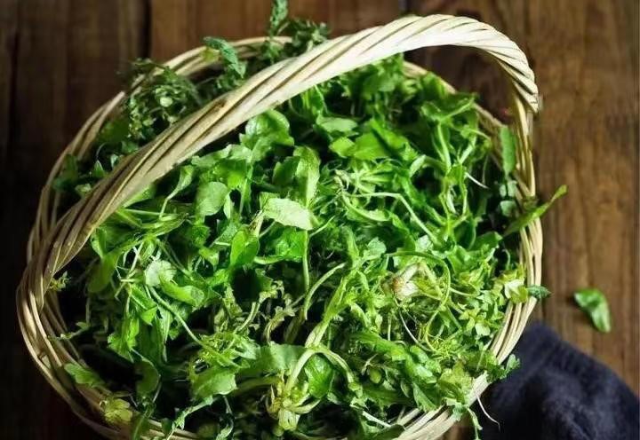 春天吃荠菜禁忌多，老人说“荠菜4不吃，吃了难安康”，有啥讲究