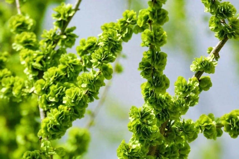 清明前后抓紧吃这菜！鲜过韭菜，错过等一年