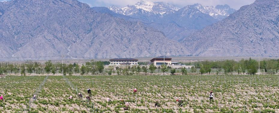 贺兰山下 酿酒葡萄管护忙