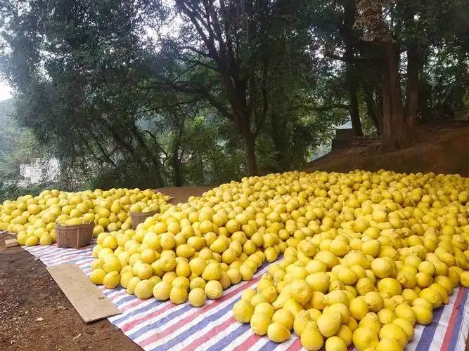 小果变“金果” 容县沙田柚产业解锁增收新密码