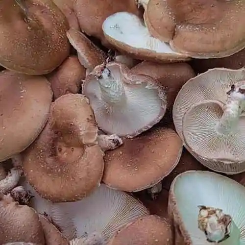 小菌菇大产业！习水“金伞伞”飘香助振兴