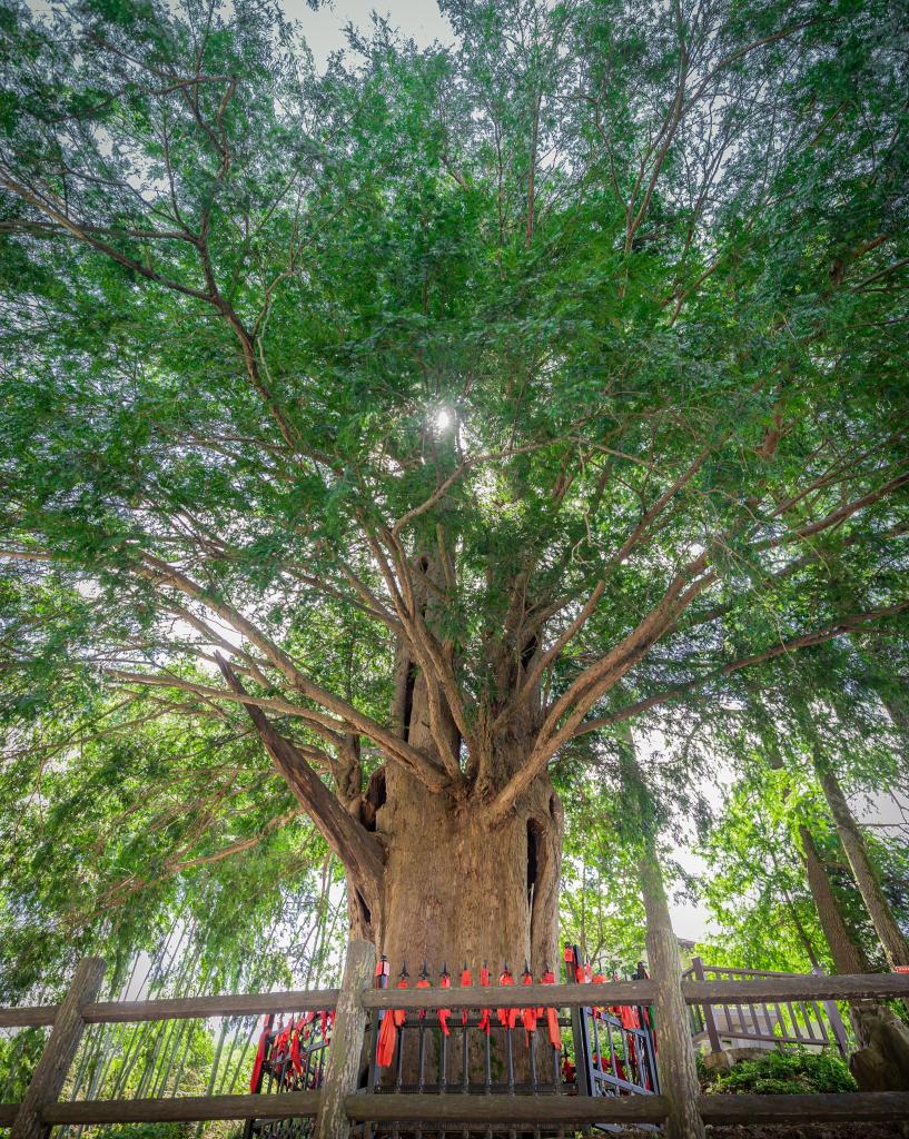 法槌落处我枝头一震——皖南一棵1200岁古树的自述