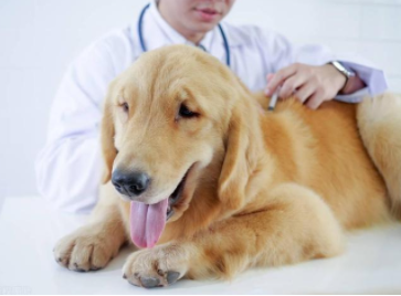 无证兽医上门绝育致宠物狗死亡 法院：双方均有过错，医方担70%责任