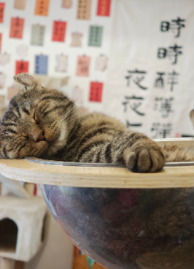 川西乡城：人与猫共生的香巴拉传说