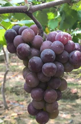 江西玉山葡萄园迎来丰收 多元经营带动农户增收