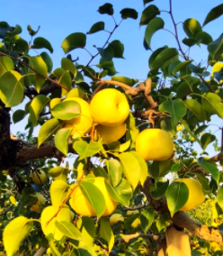 千亩梨园迎丰收，科学种植结出“黄金果”