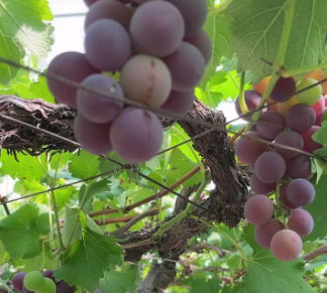 浦江万亩葡萄迎丰收,电商助力俏销全国