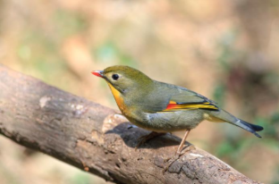 网络直播成非法售卖画眉鸟新渠道，多人被刑拘