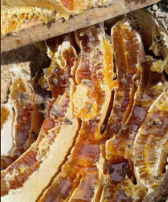 四川大凉山“高山蜂蜜”走出深闺，电商助力农户增收