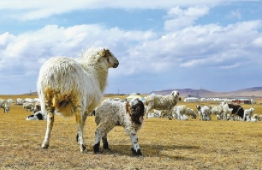 内蒙古草原牧区“羊绒合作社”推动产业升级，牧民年收入翻倍