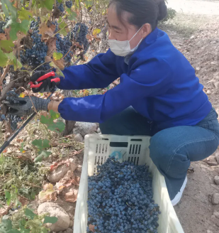 银川举办葡萄采摘技能竞赛，助推酿酒葡萄产业提质增效