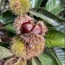 清远阳山板栗丰收带动农旅融合 特色产业助力乡村振兴