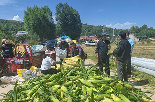 宁夏泾源县秋收画卷展开，特色产业助力乡村振兴