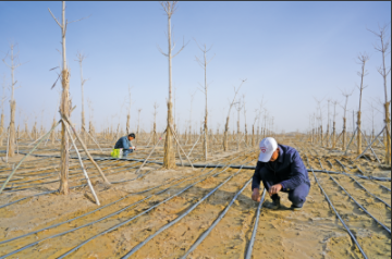 沙漠玫瑰“织网”记：于田县用3米深根锁住沙丘，花开两朵富了生态鼓了腰包