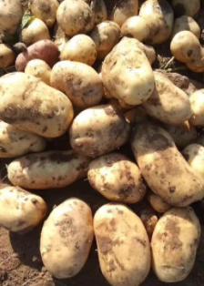 马铃薯变身"金疙瘩"，承德传统漏粉工艺创世界纪录