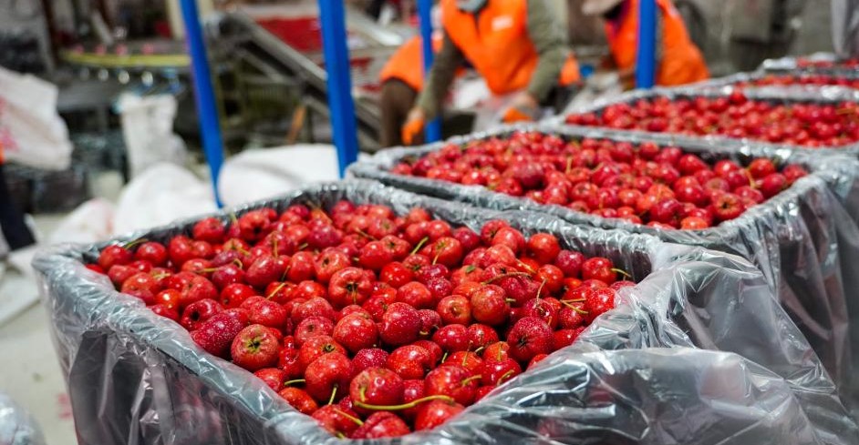 山楂成熟收获忙