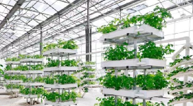 太原万柏林区农业转型见闻:科技赋能秋收新图景