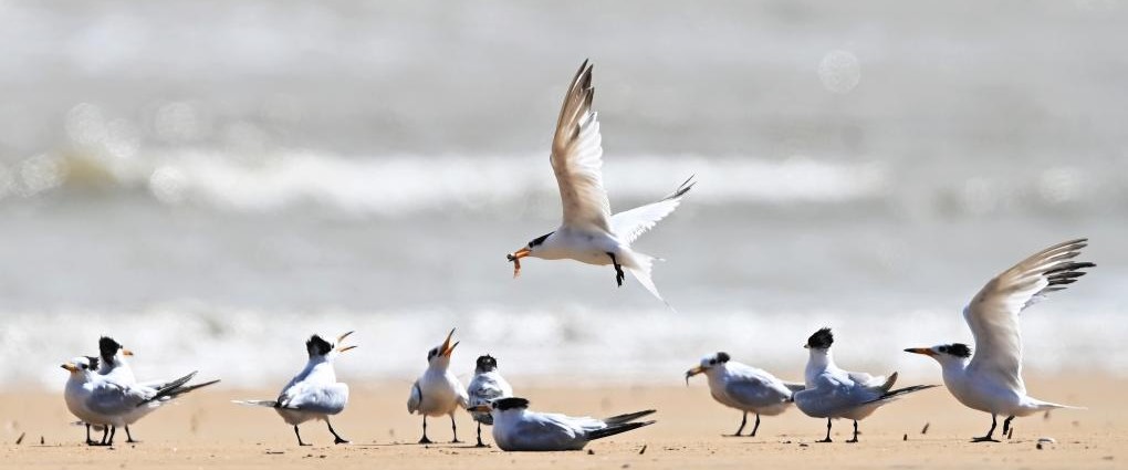 “神话之鸟”来栖