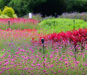 枝江同心花海:科技赋能农旅融合 助力乡村振兴