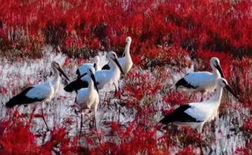 山东深耕蓝色经济 科技创新激活海洋发展新动能