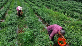 长治长子县:212 亩潞党参基地成 “富民田” 留守村民家门口挣 “稳稳的幸福”