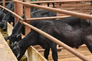 金融赋能五年路 德保谷留村从 “穷山沟” 蝶变乡村振兴示范村