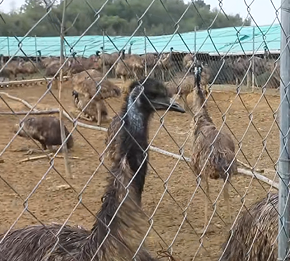 统战赋能特色养殖:玉山鸸鹋基地蹚出乡村振兴新路子