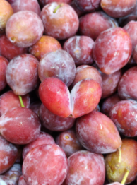 山西桥沟村西梅迎丰收 特色种植助力乡村振兴